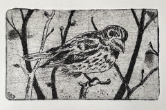 Beillard-Copper-Etching-Female-Rose-Breasted-Grosbeak-2024-Cheryl-Ann-Beillard